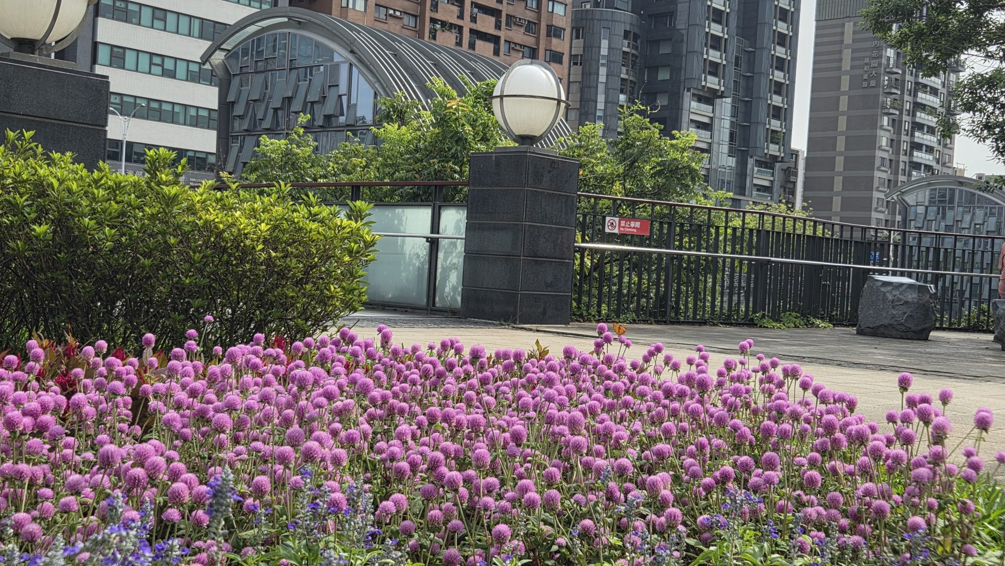 七夕浪漫花開！ 圓仔花妝點臺北公園...