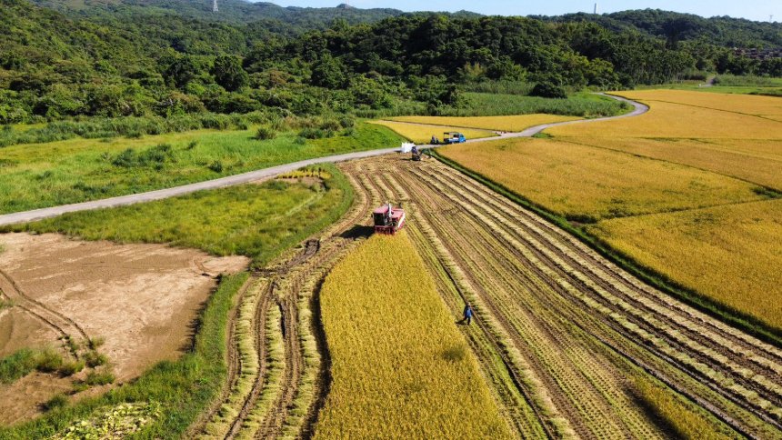 金黃稻浪搖曳貢寮  候鳥食堂田寮洋喜迎「羽豐米」豐收...
