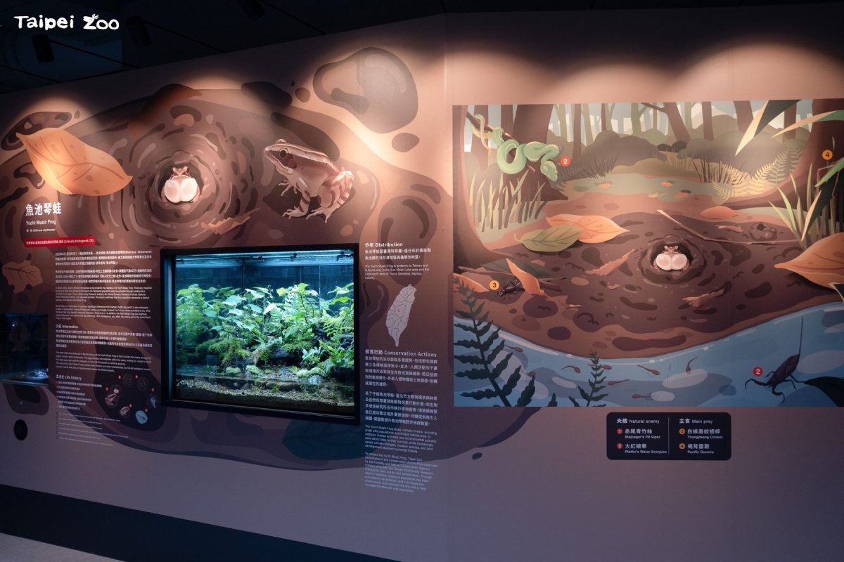 兩棲爬蟲館瀕危特有種魚池琴蛙新展  走進本土蛙類保育故...
