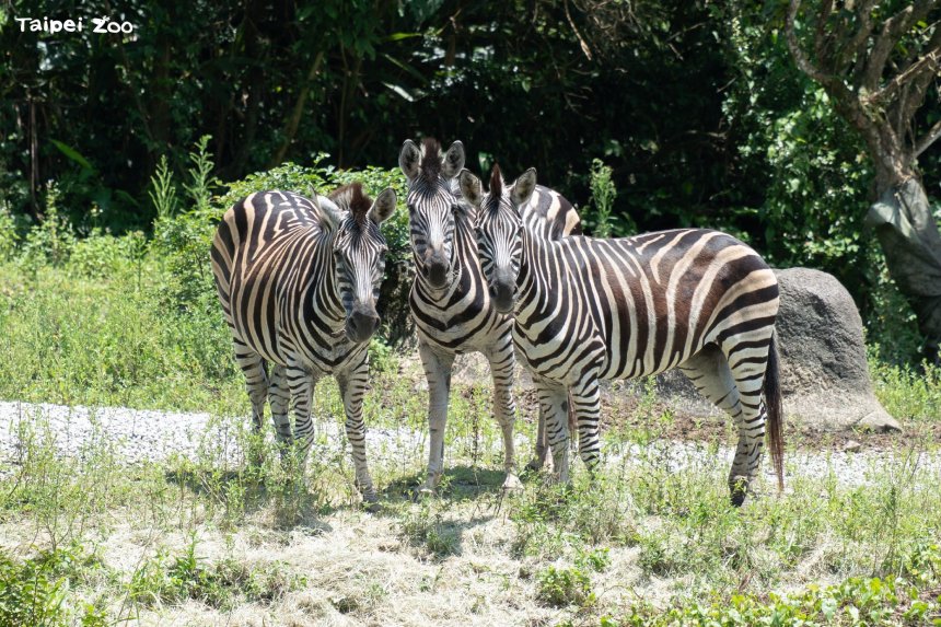 夜間草原找斑馬  動物園夜間開放進入尾聲...