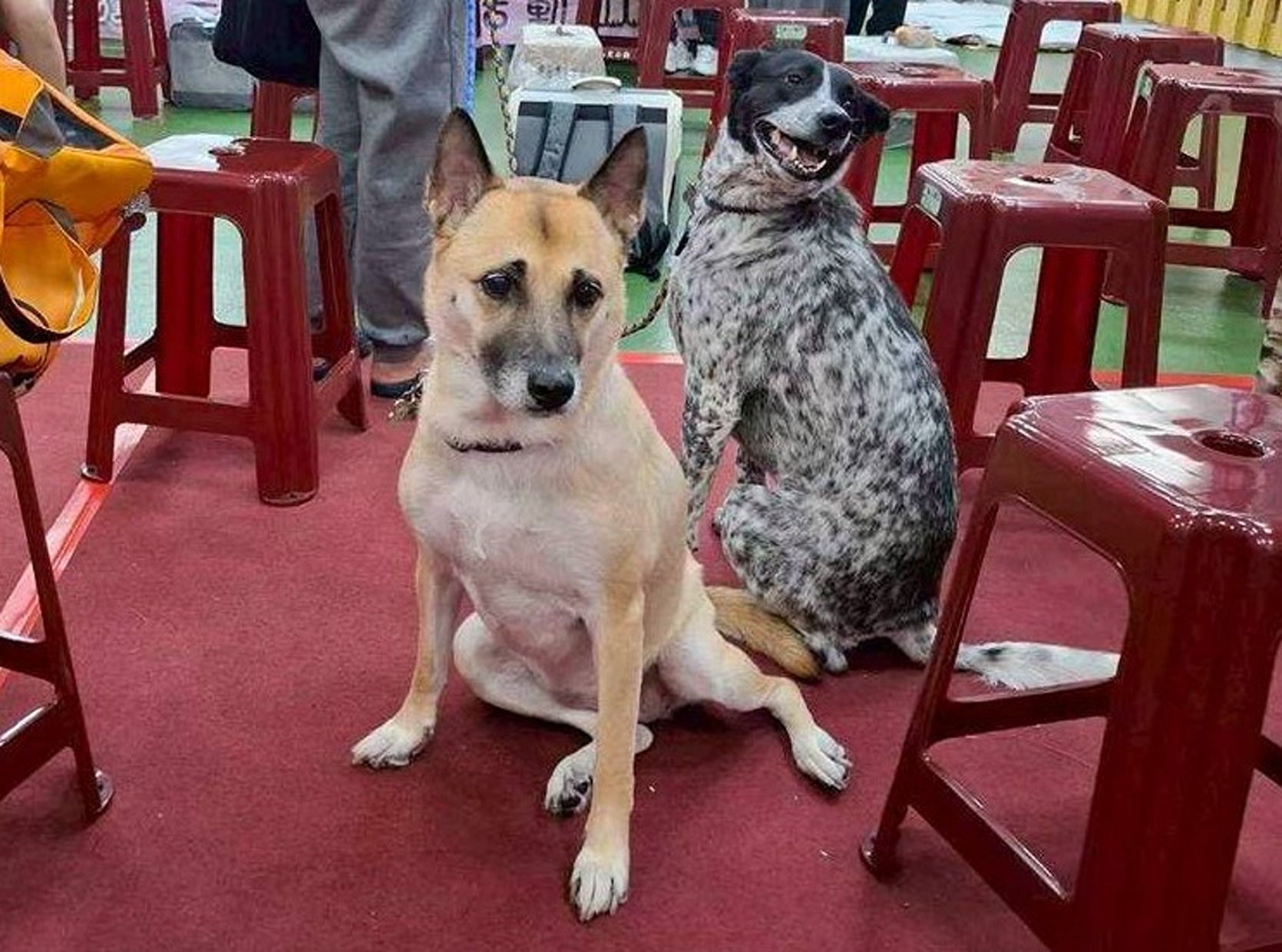 新北犬貓登記召集令！7至9月新登記者  %E6��500點加菜金...