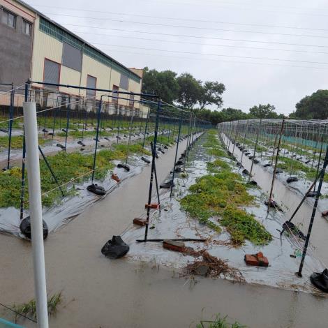 8月下旬豪雨造成農作物受損 臺南市農業天然災害現金救助8...