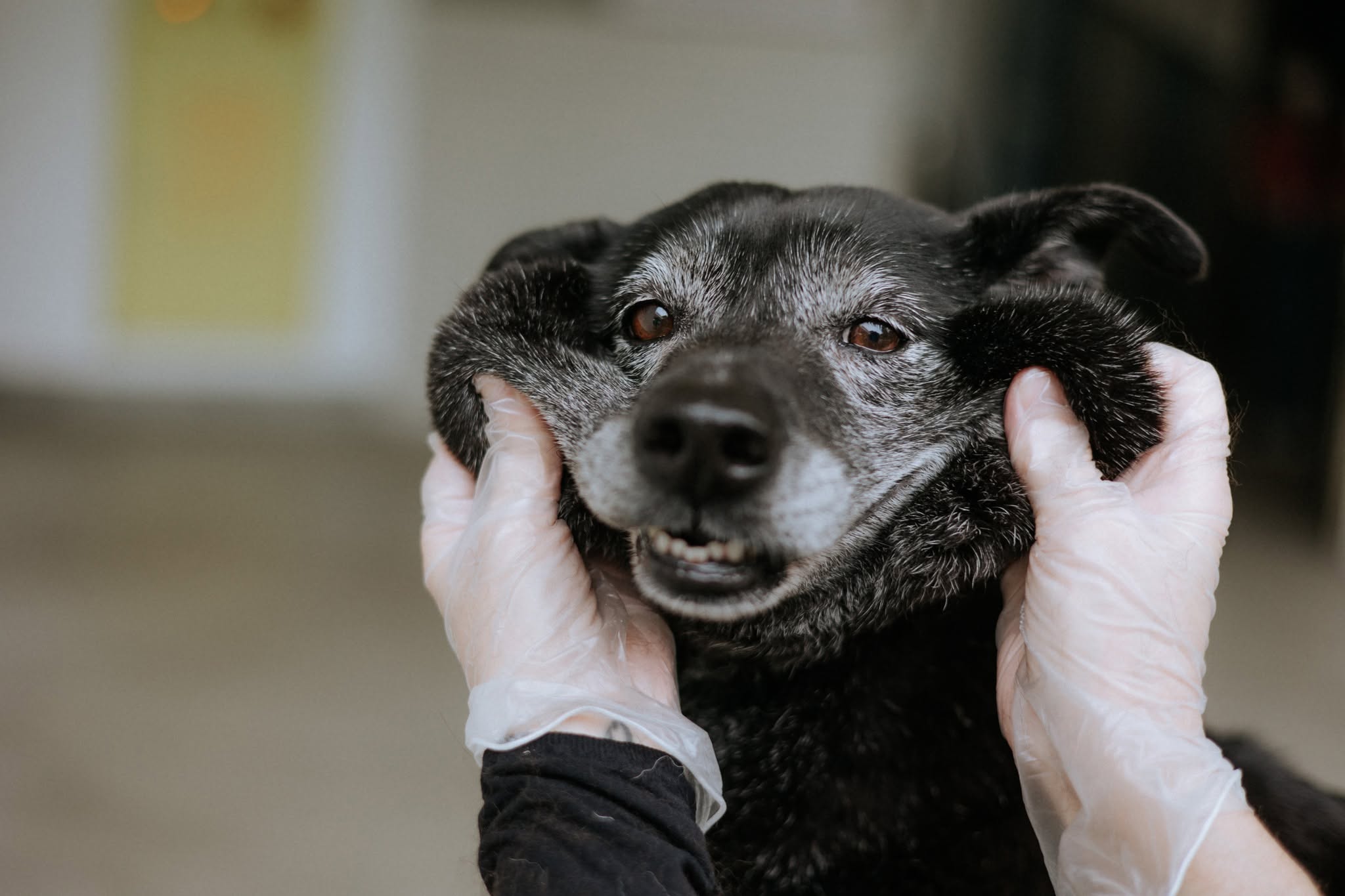 「黑糖糕」陪伴園區近十年 動物之家暖心示範不離不棄！ ...