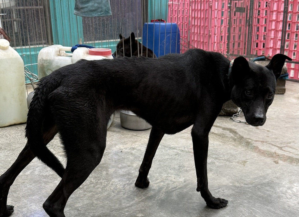 新北24間民間收容所守護3,256隻犬貓 動保處強化輔導、補助...